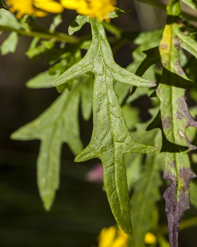 MacDougal's Groundsel Leaves