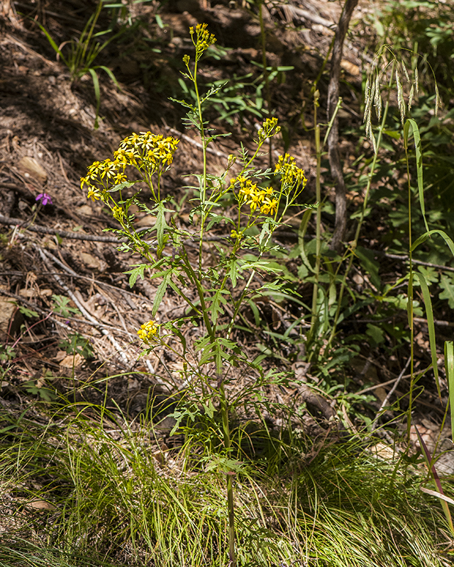 MacDougal's Groundsel Plant