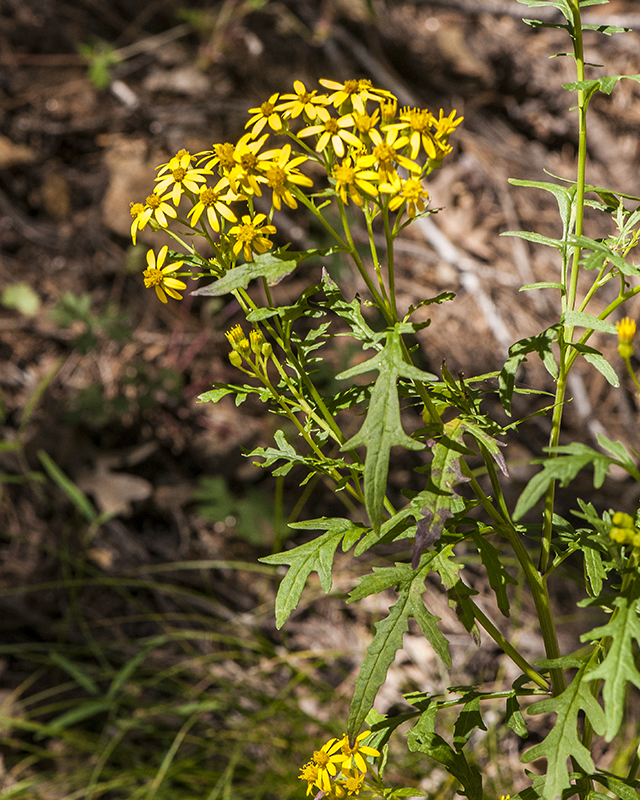 MacDougal's Groundsel Stem