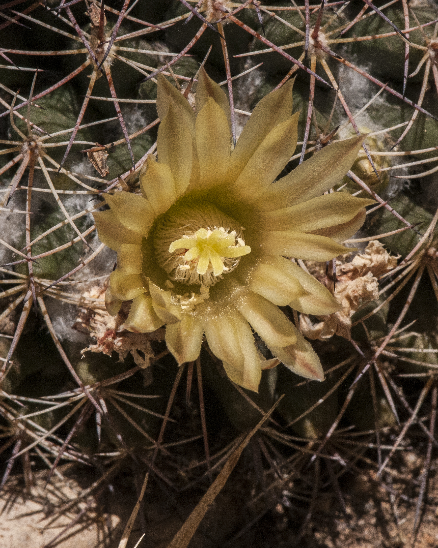 Macdougal's Nipple Cactus Flower