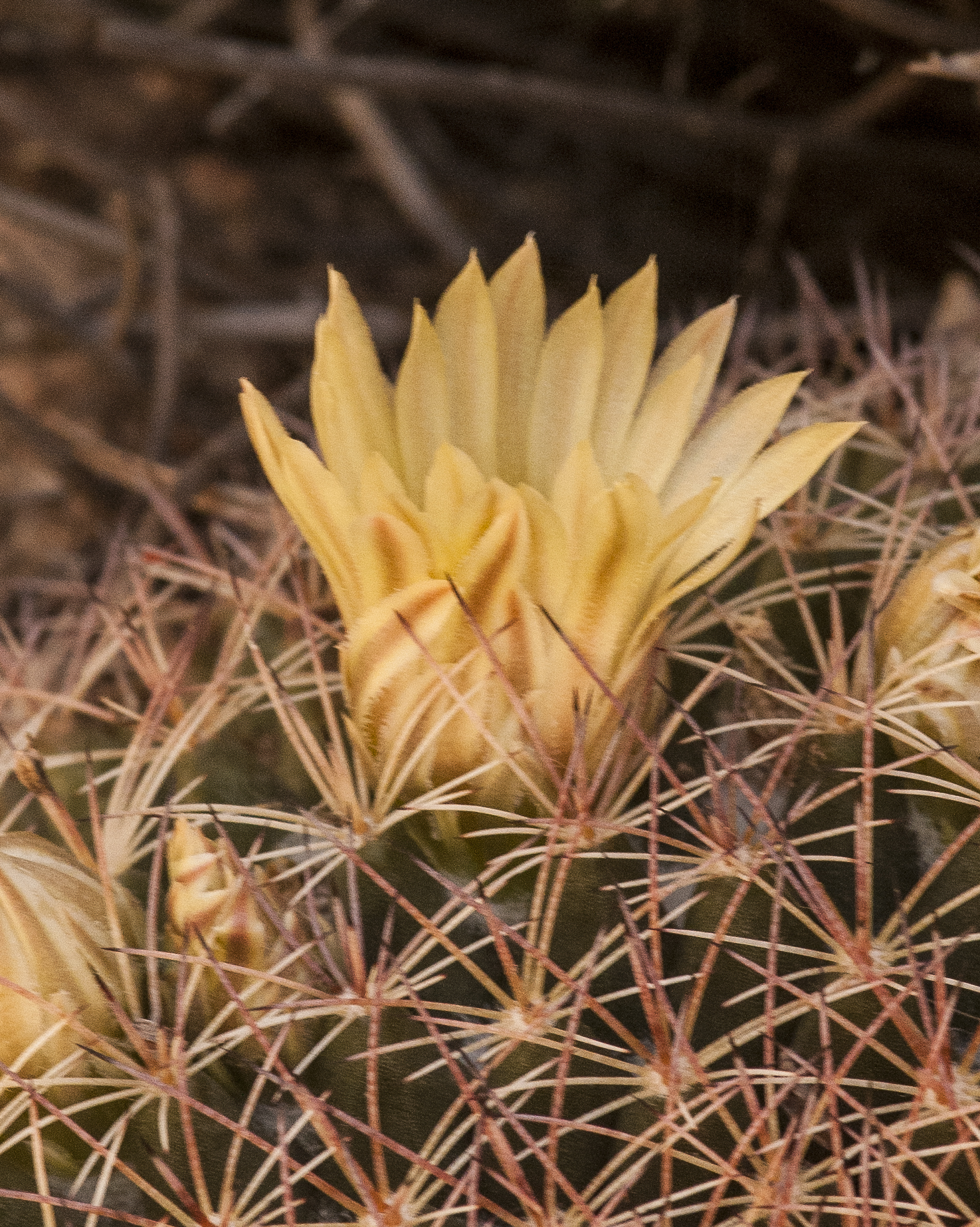 Macdougal's Nipple Cactus Flower