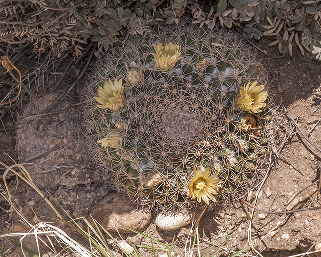 Macdougal's Nipple Cactus Plant