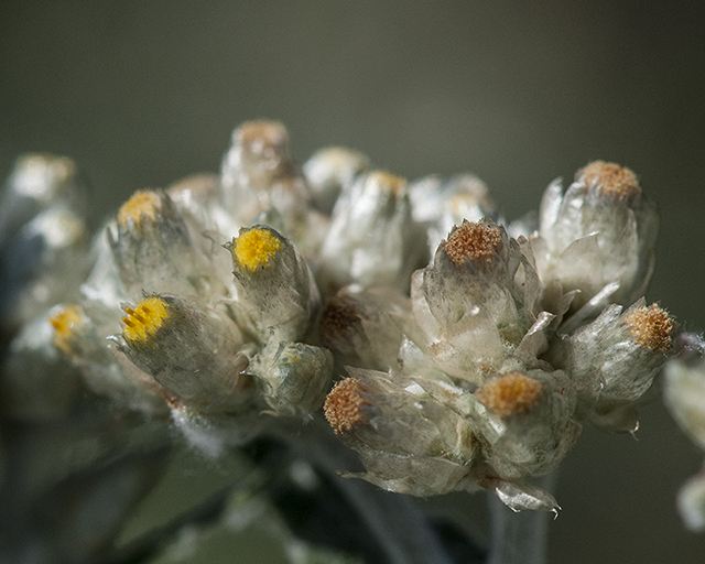 Macoun's Cudweed Flower