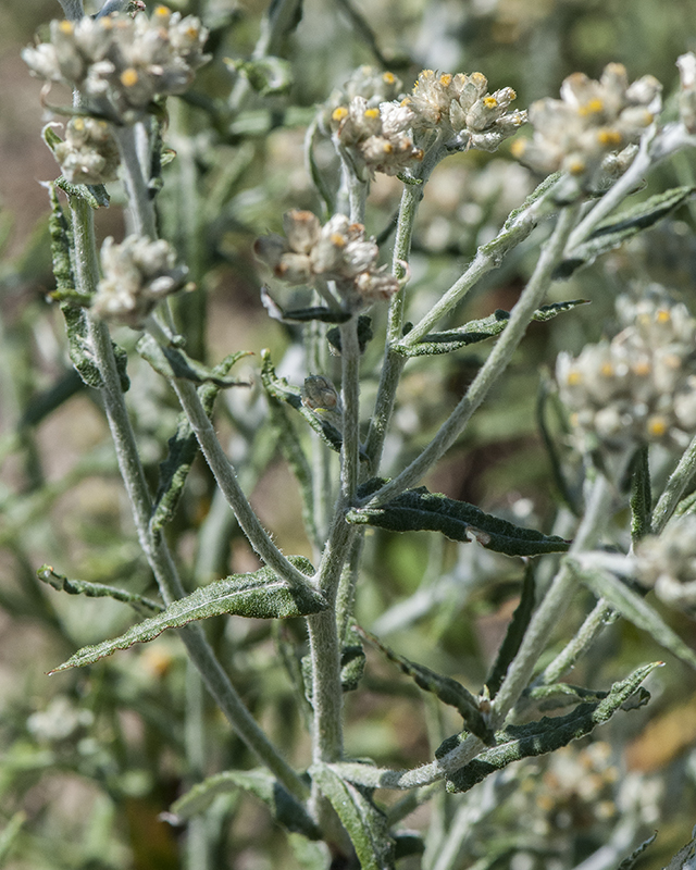 Macoun's Cudweed Stem