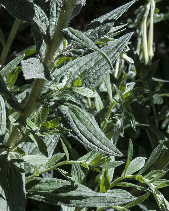 Macromeria Leaves