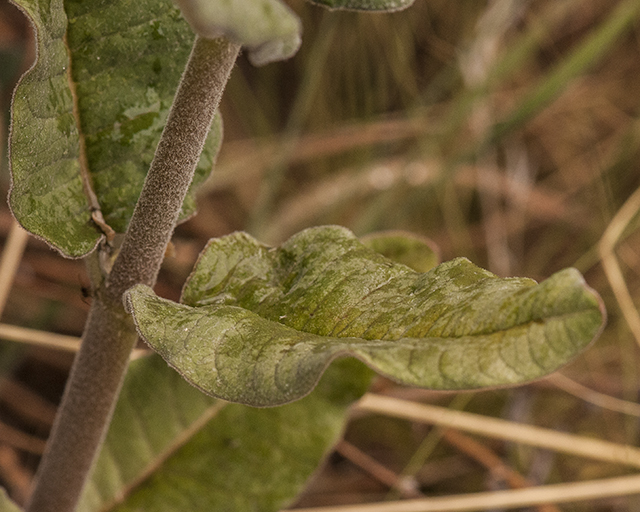 Mahogany Milkweed Leaves
