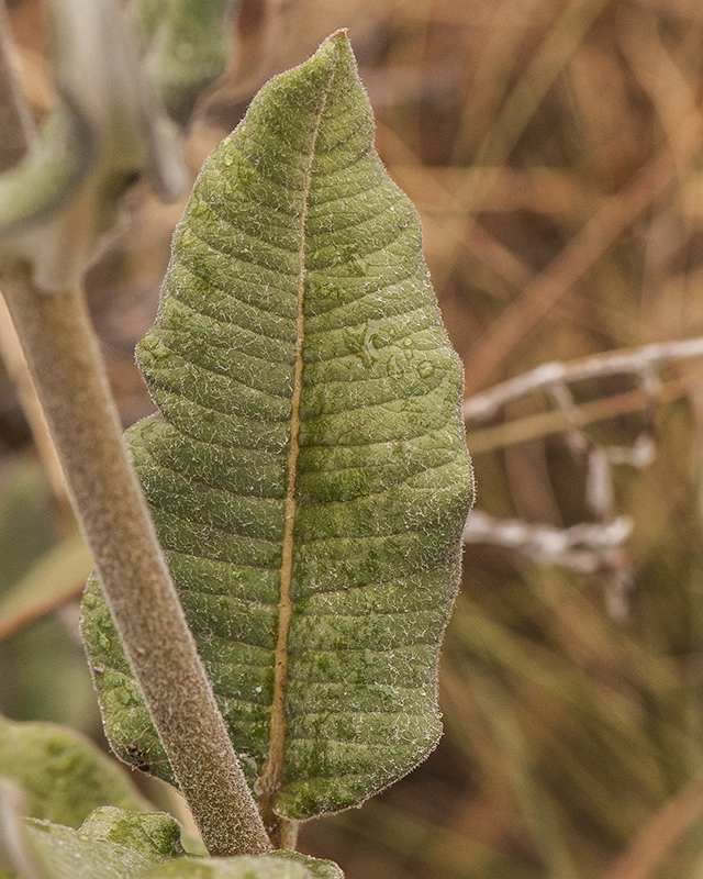 Mahogany Milkweed Leaves