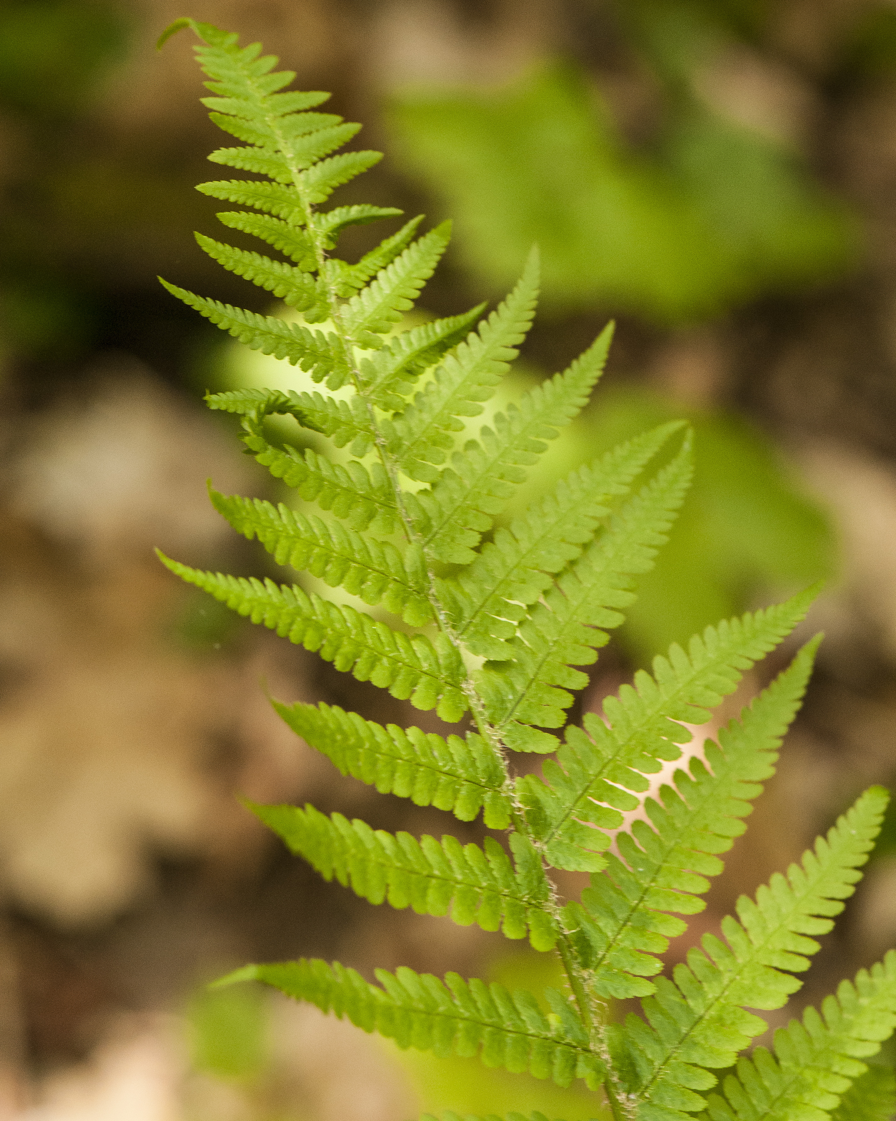 Male Fern Frond