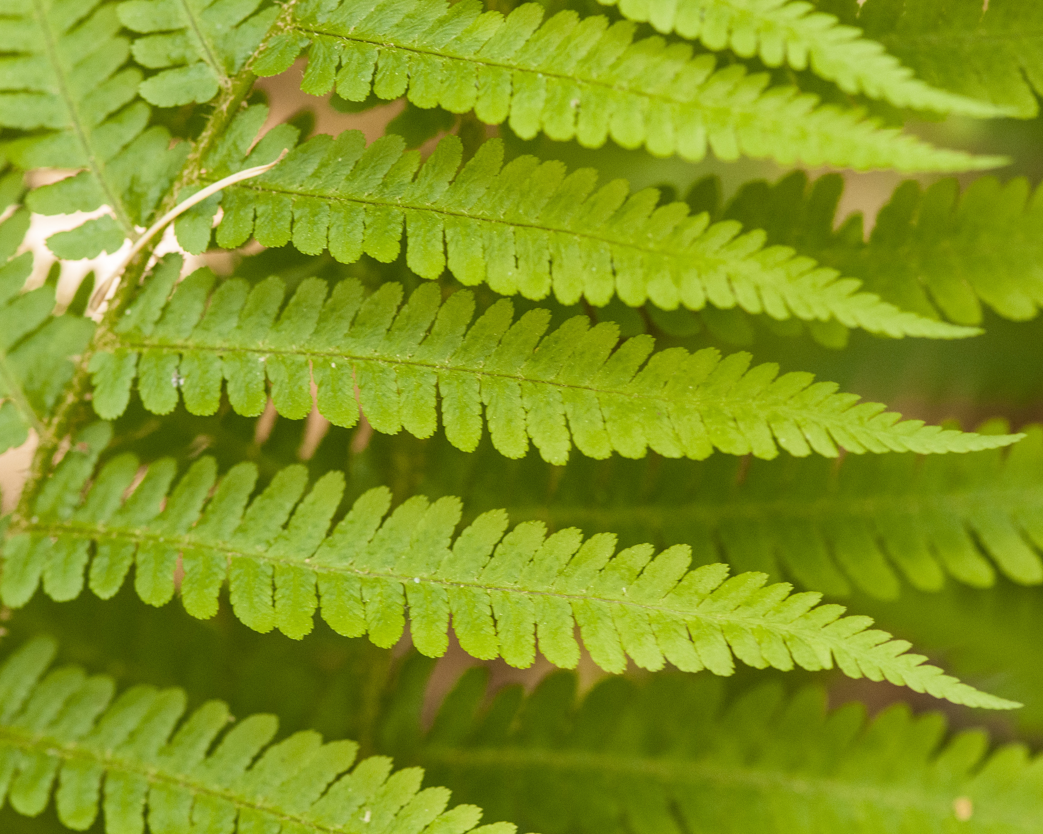 Male Fern leaflet