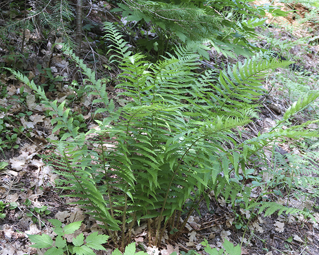 Male Fern Plant
