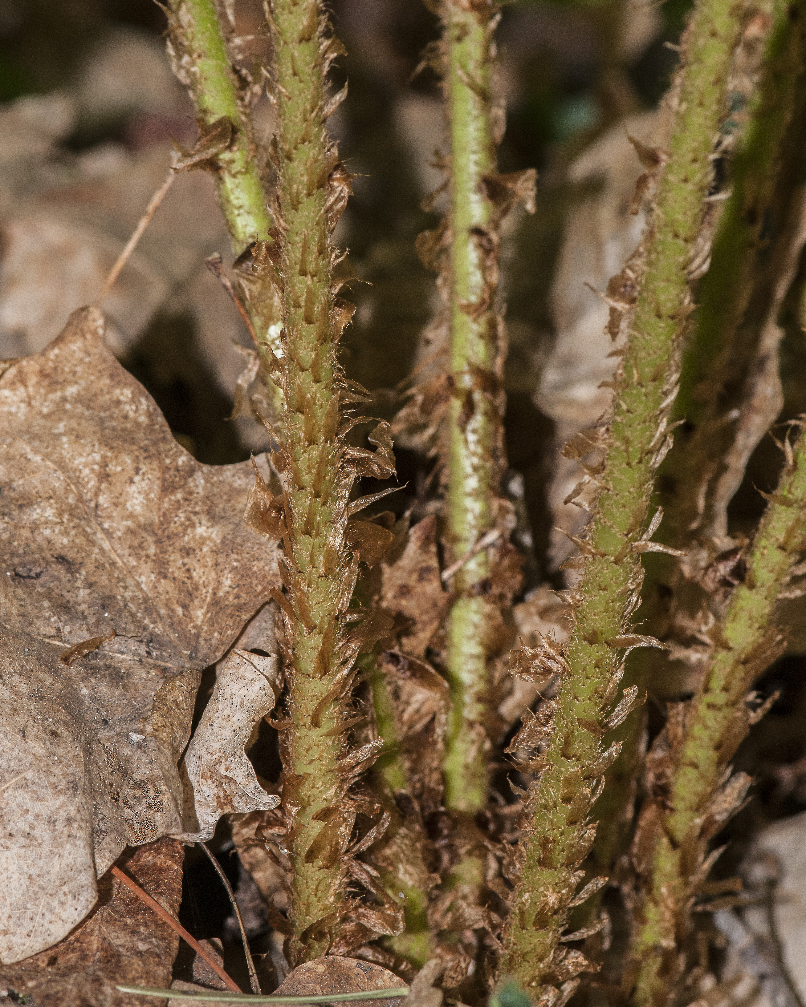 Male Fern Scales
