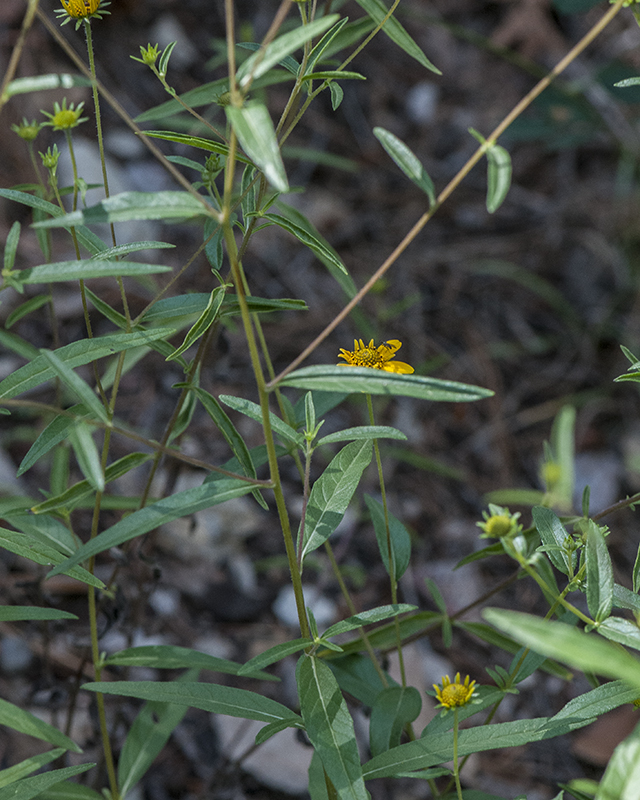 Many-flowered Goldeneye Stem