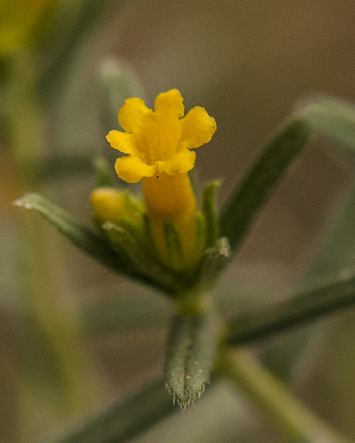 Many-flowered Puccoon Flower