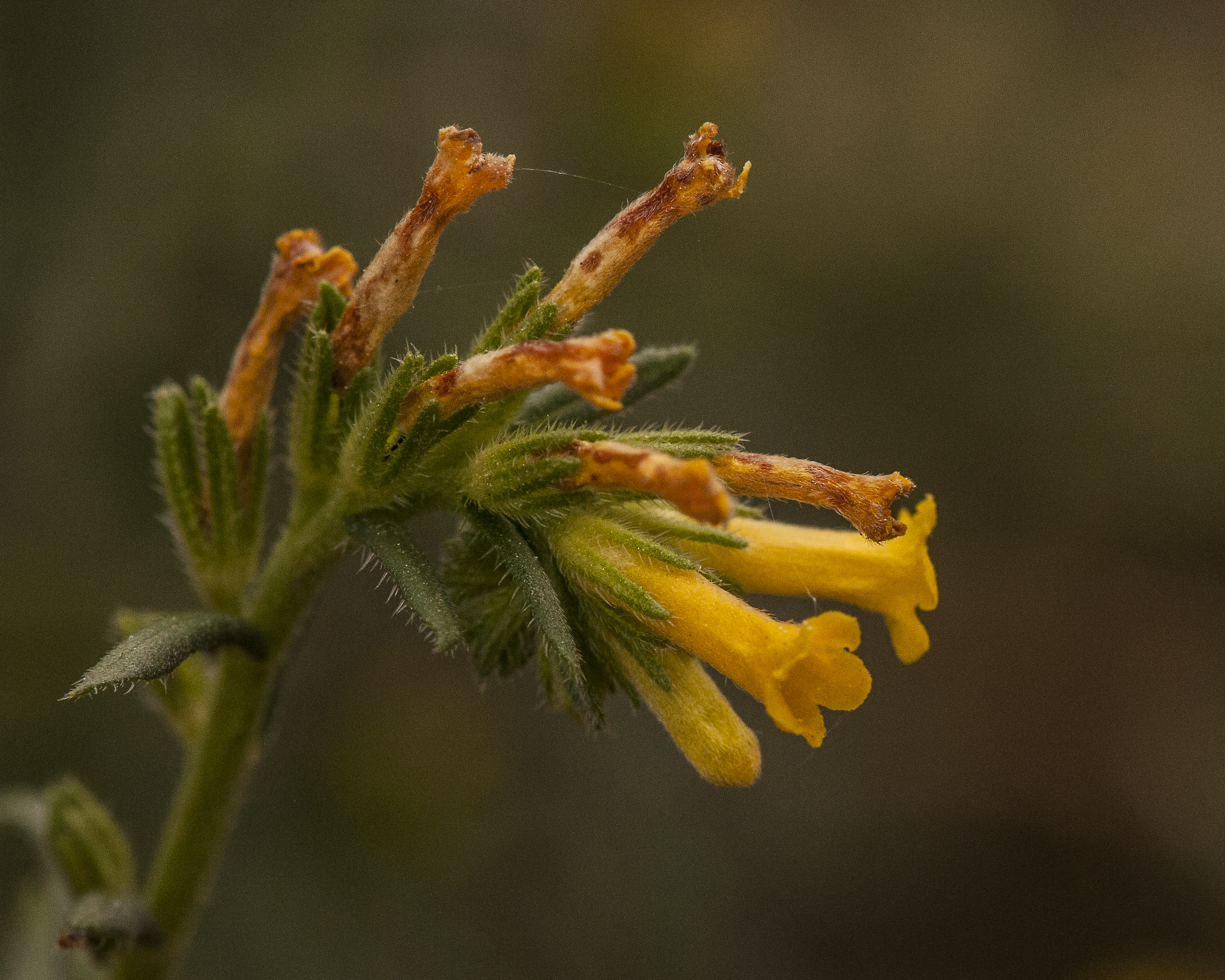 Many-flowered PuccoonFlower