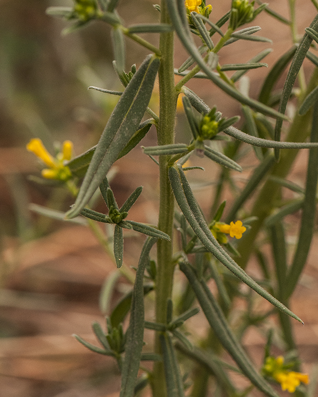 Many-flowered Puccoon Leaves