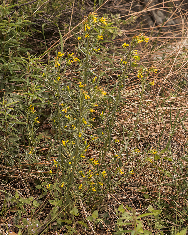 Many-flowered Puccoon Plant