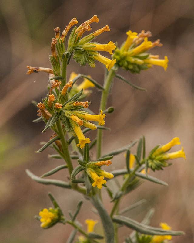 Many-flowered Puccoon Stem