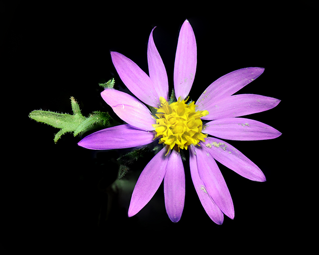 Mesa Tansyaster Flower