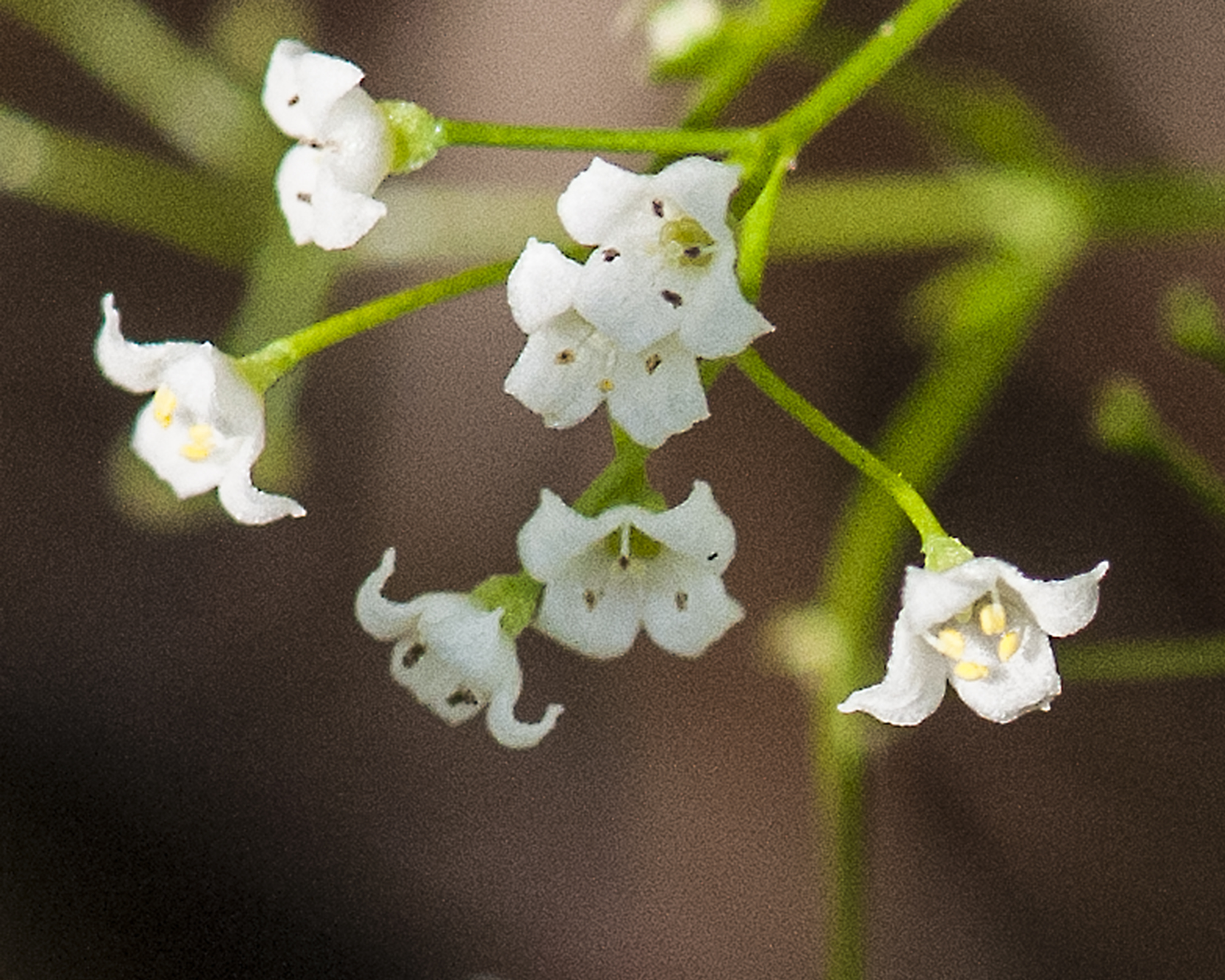 Mexican Bedstraw Flower