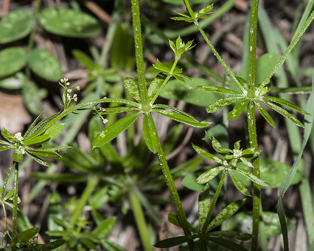 Mexican Bedstraw Stem