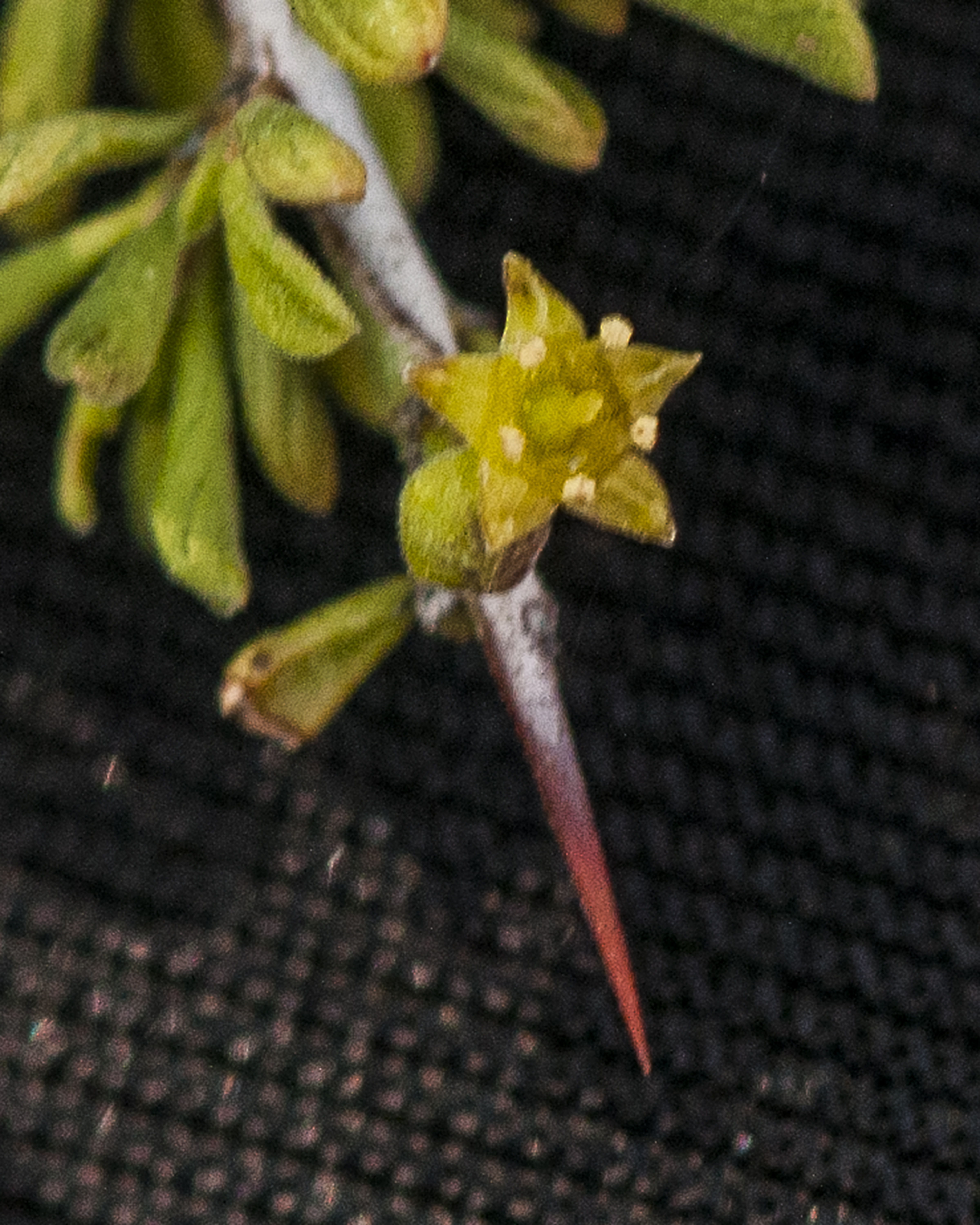 Mexican Crucillo Flower