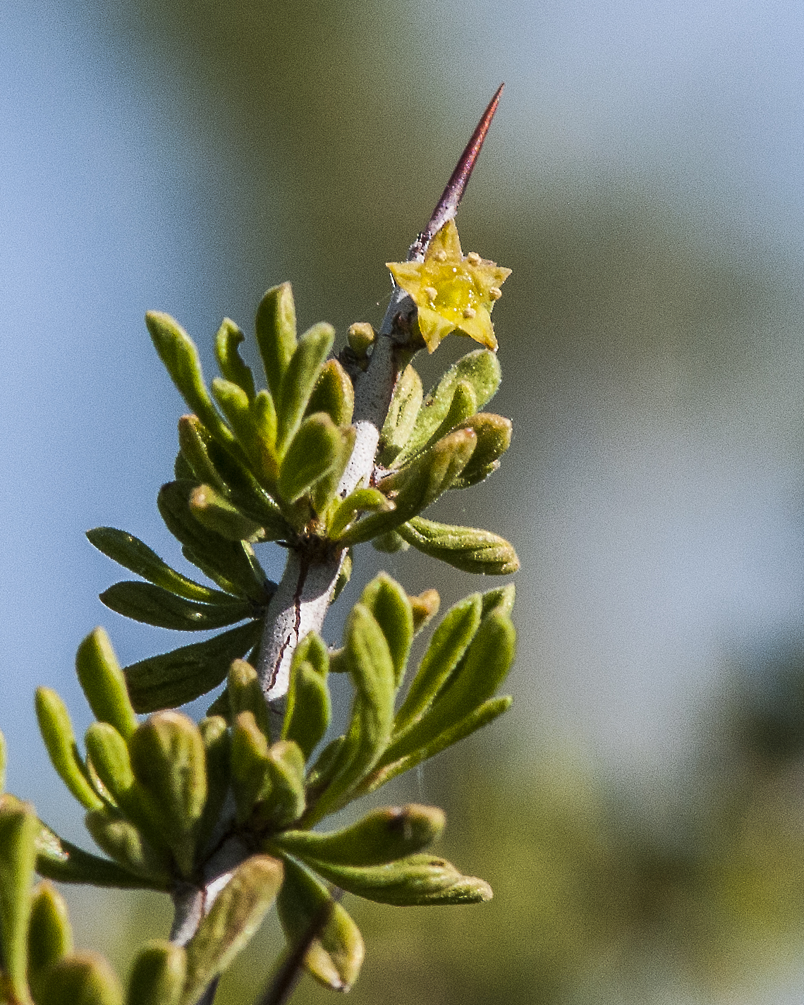 Mexican Crucillo Flower