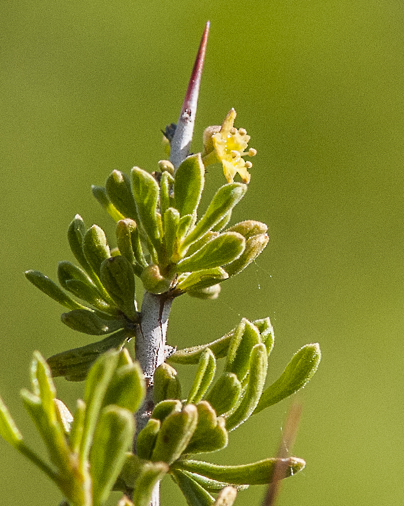 Mexican Crucillo Flower