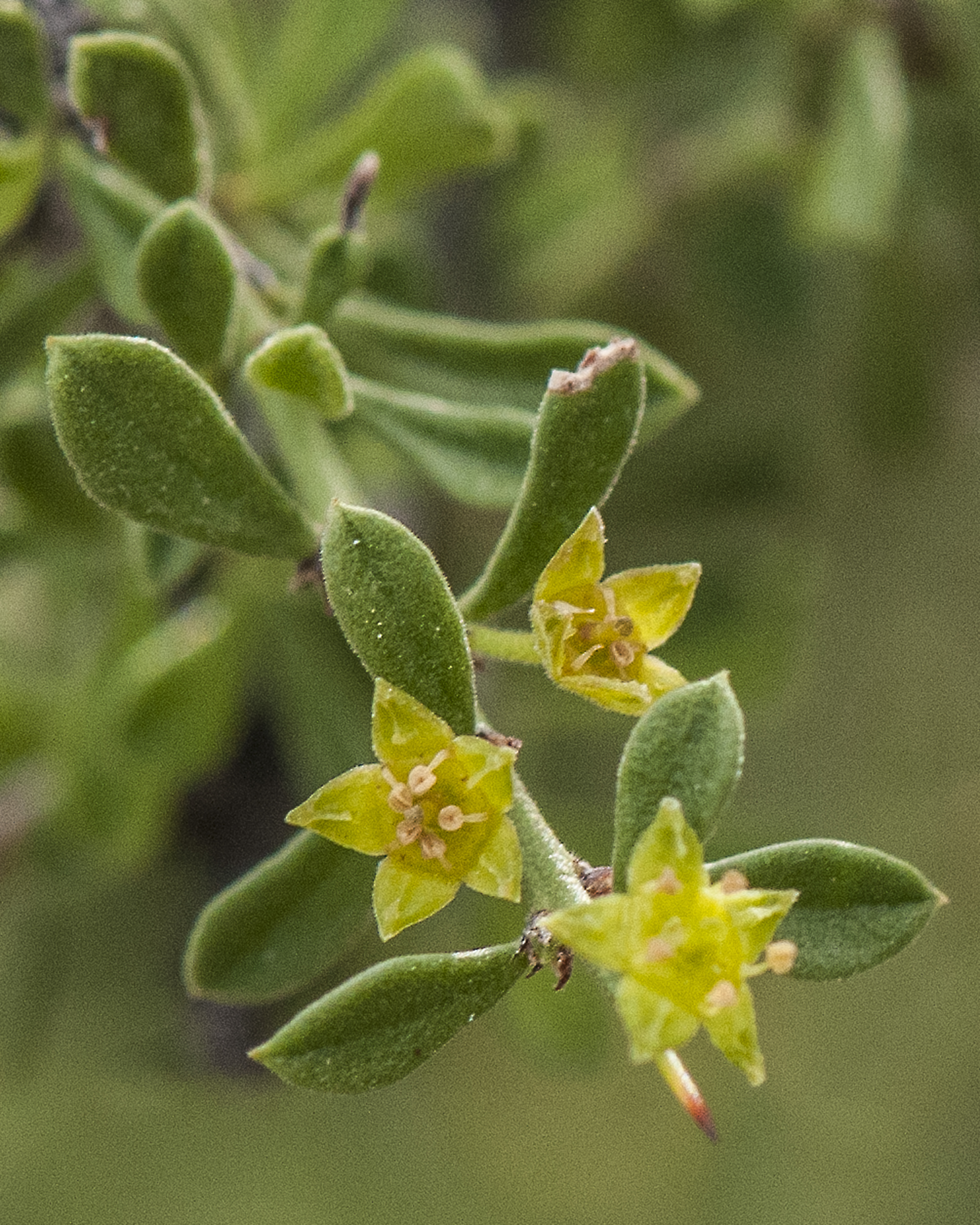 Mexican Crucillo Flower