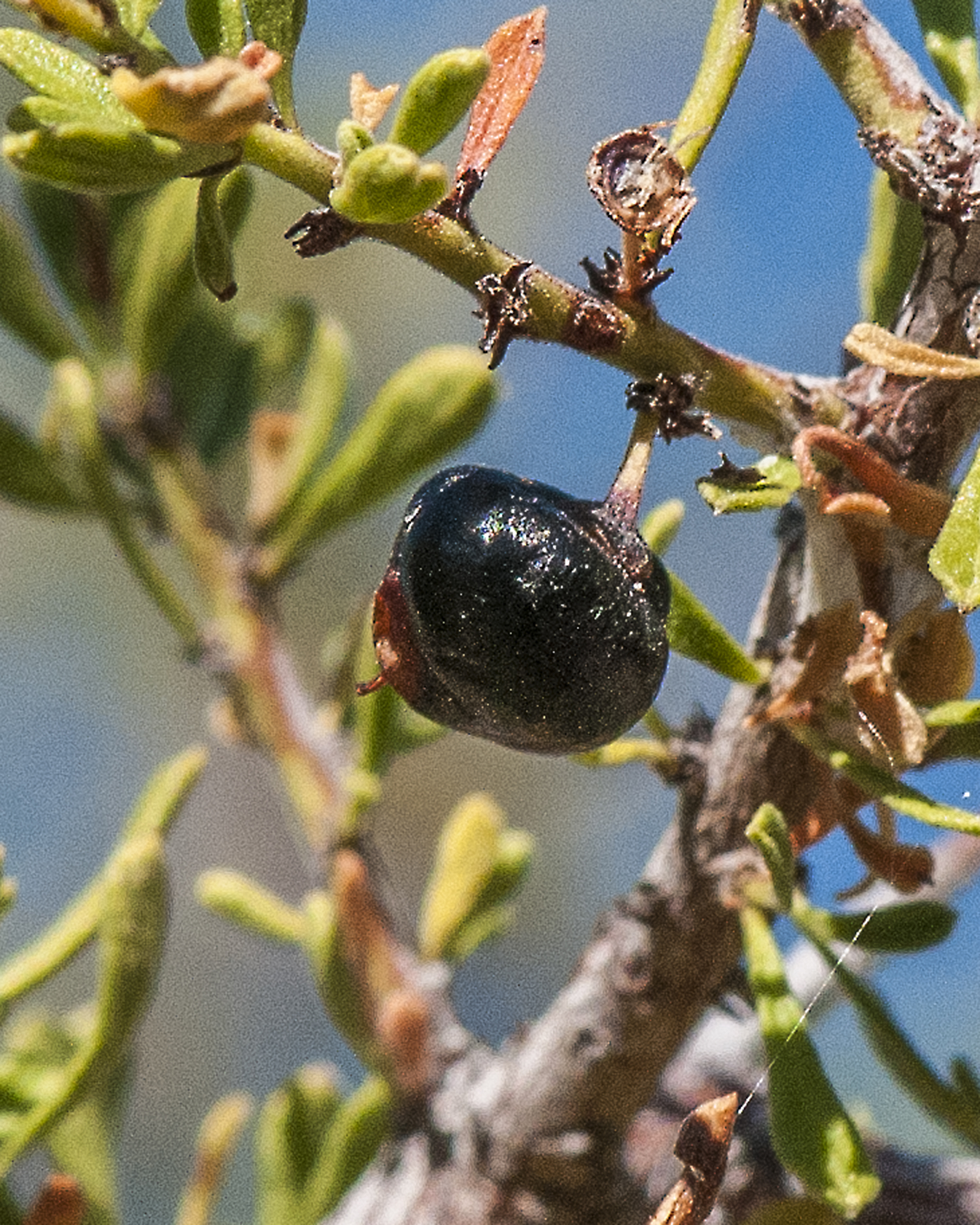 Mexican Crucillo Fruit
