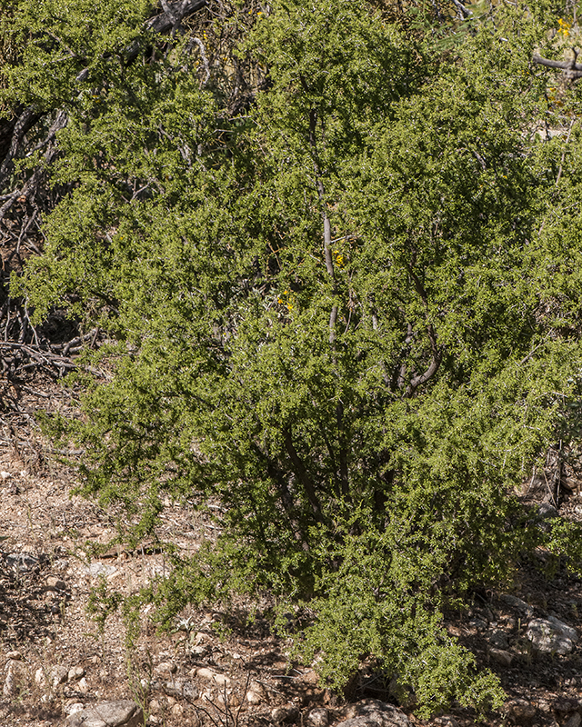 Mexican Crucillo Plant