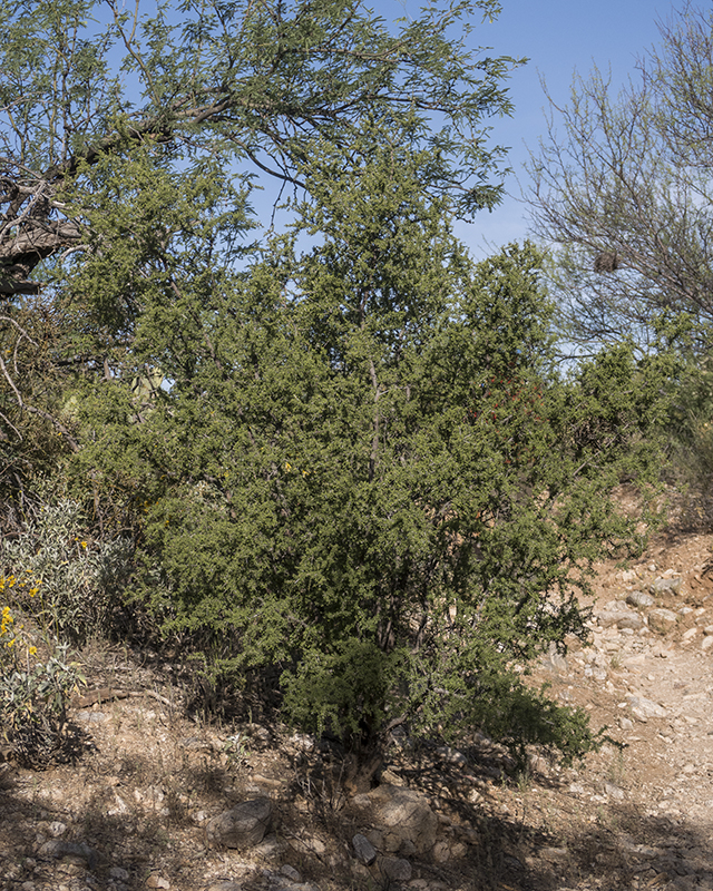 Mexican Crucillo Plant