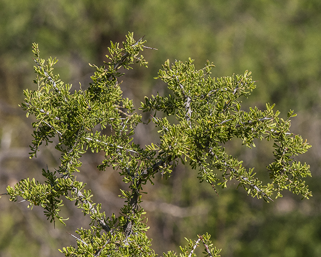 Mexican Crucillo Stem