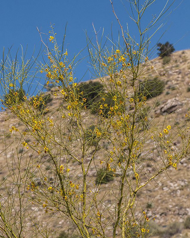 Mexican Palo Verde Branches