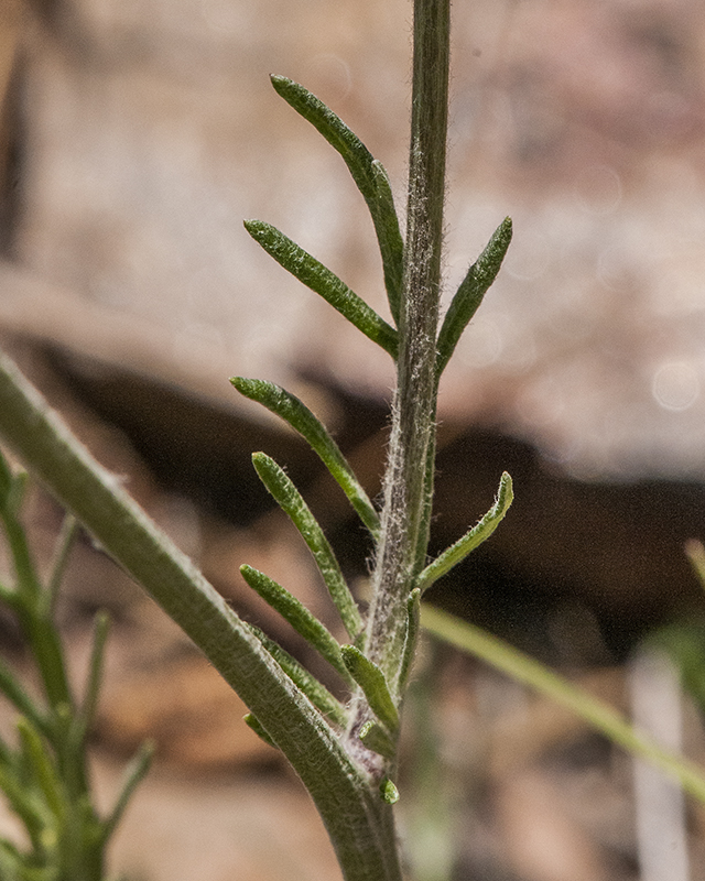 Mexican Woollywhite Leaves