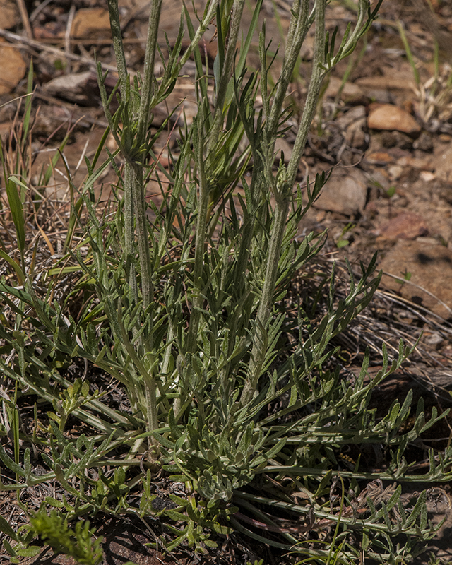 Mexican Woollywhite Plant