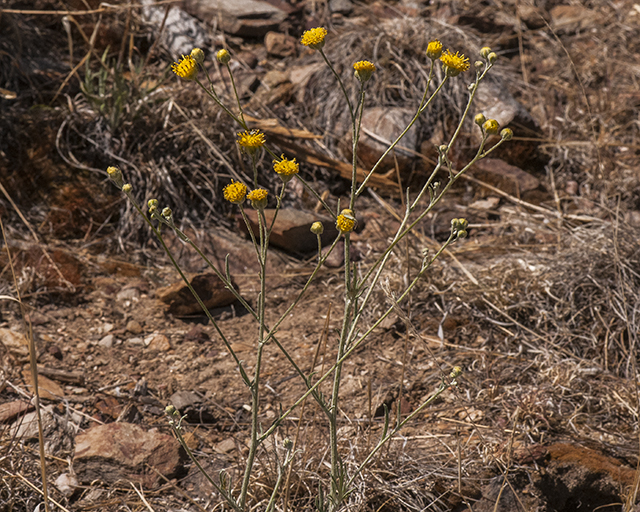 Mexican Woollywhite Plant