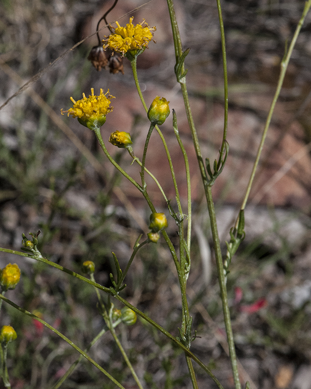 Mexican Woollywhite Stem