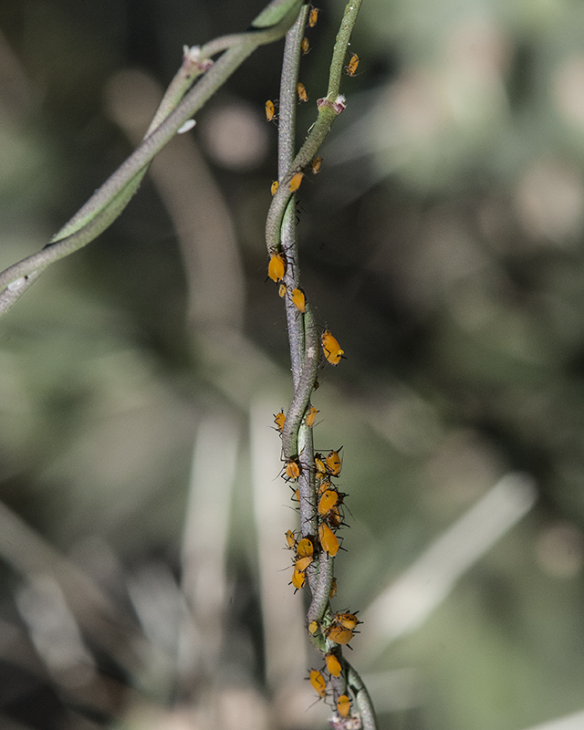 Climbing Milkweed Aphids