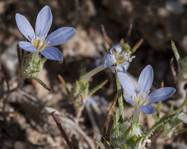 Miniature Woollystar Flower