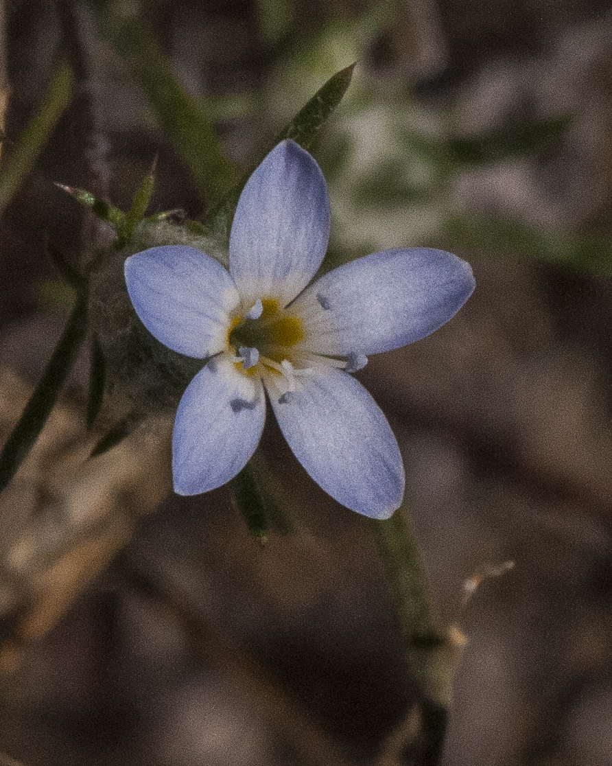 Miniature Woollystar Flower