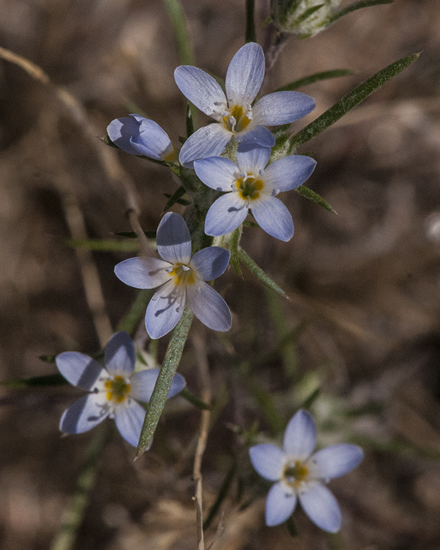 Miniature Woollystar Cluster