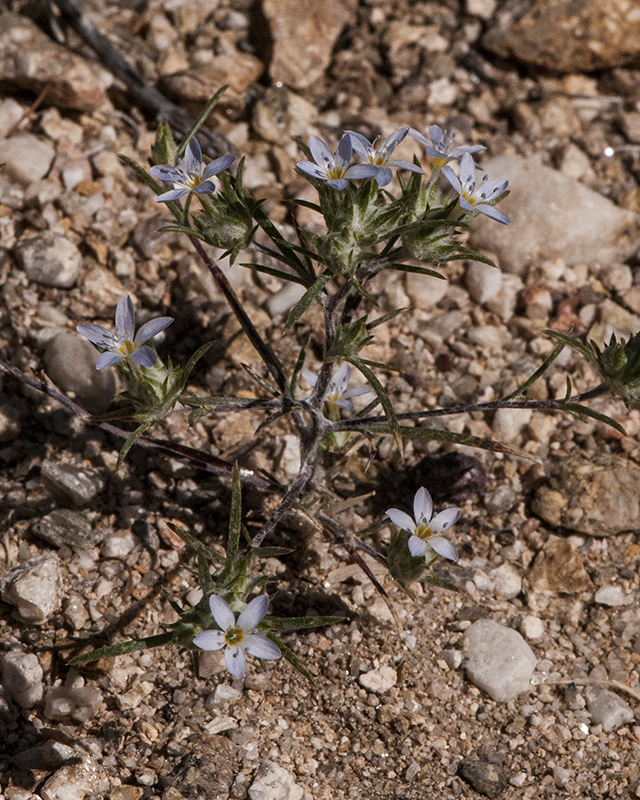 Miniature Woollystar Plant