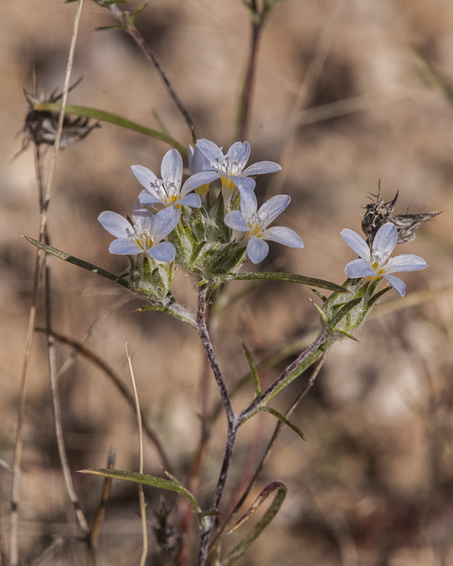 Miniature Woollystar Stem