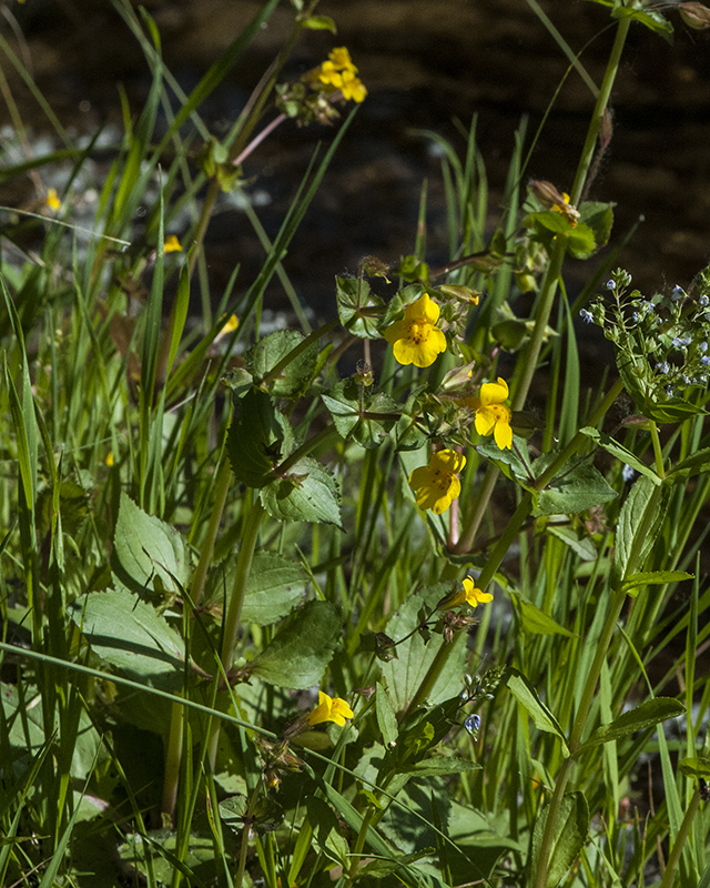 Monkeyflower