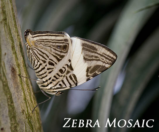Zebra Mosaic