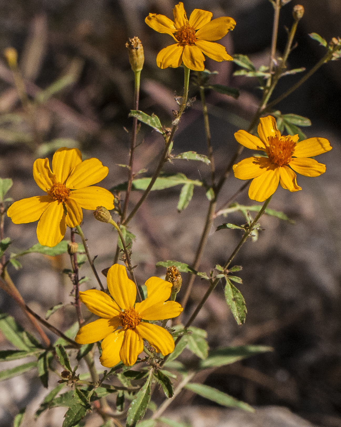 Mountain Marigold