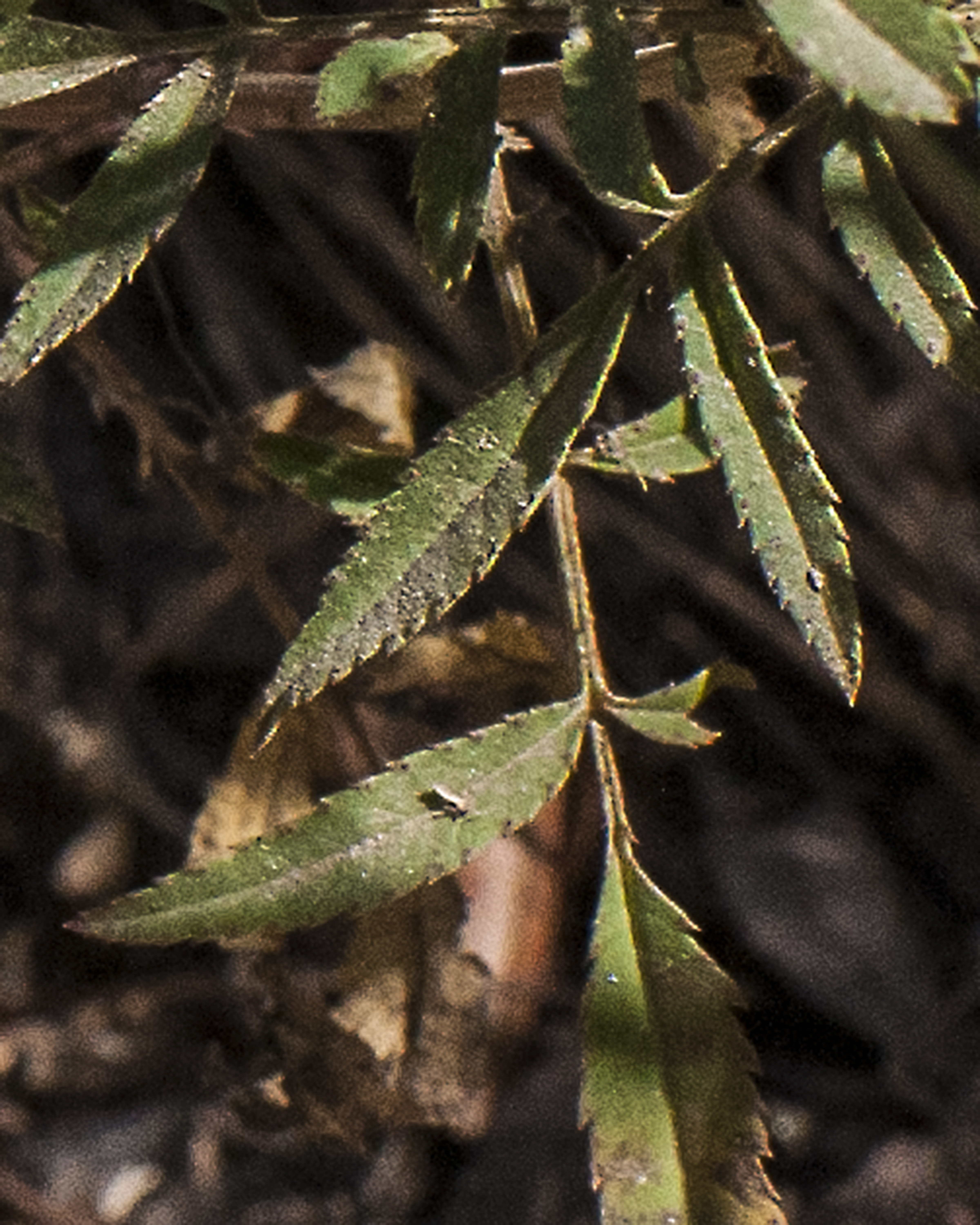 Mountain Marigold Leaves
