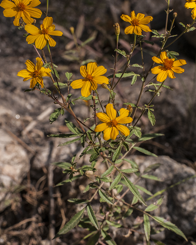 Mountain Marigold