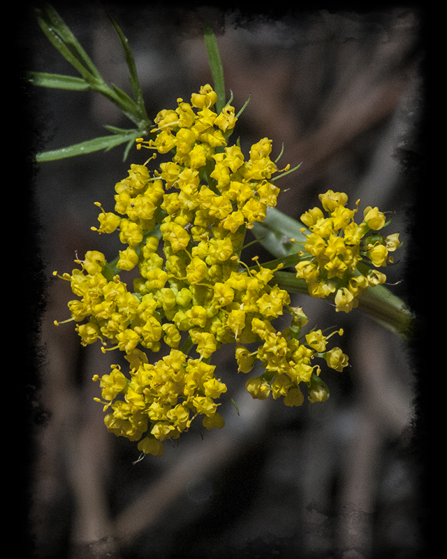Mountain Parsley Flower