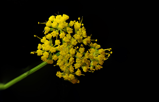 Mountain Parsley Flower